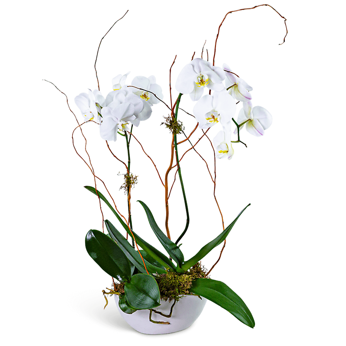 Luxe Double Orchid