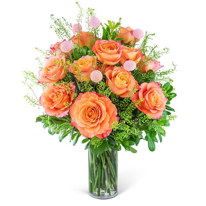 One Dozen Free Spirit Rose Symphony