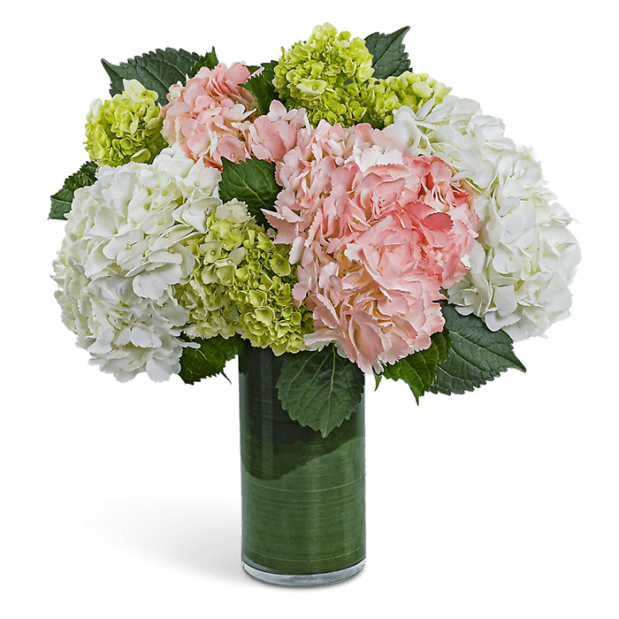 Hydrangea Glow