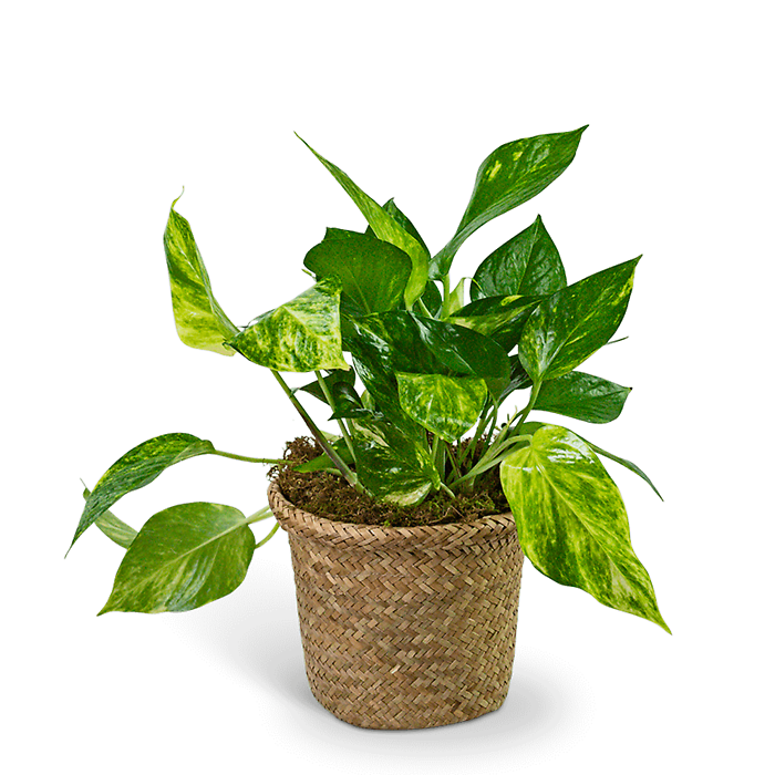 Pothos Plant in Woven Basket