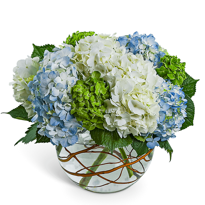Hydrangea Heaven