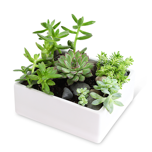 Sympathy Plants