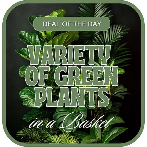 Designer\'s Choice - Variety of Green Plants