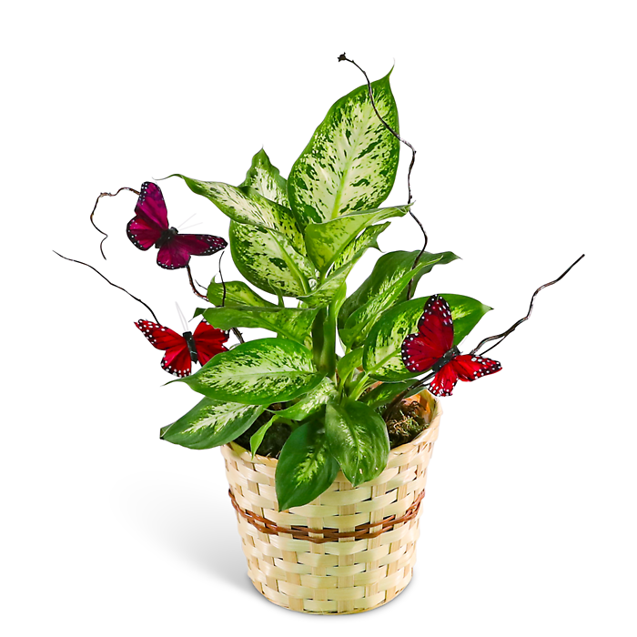 Butterfly Kisses Dieffenbachia Plant