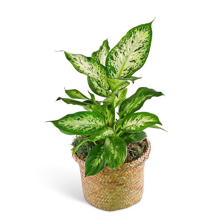 Dieffenbachia Plant