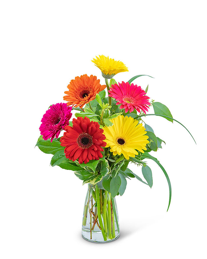 Sunny Gerbera
