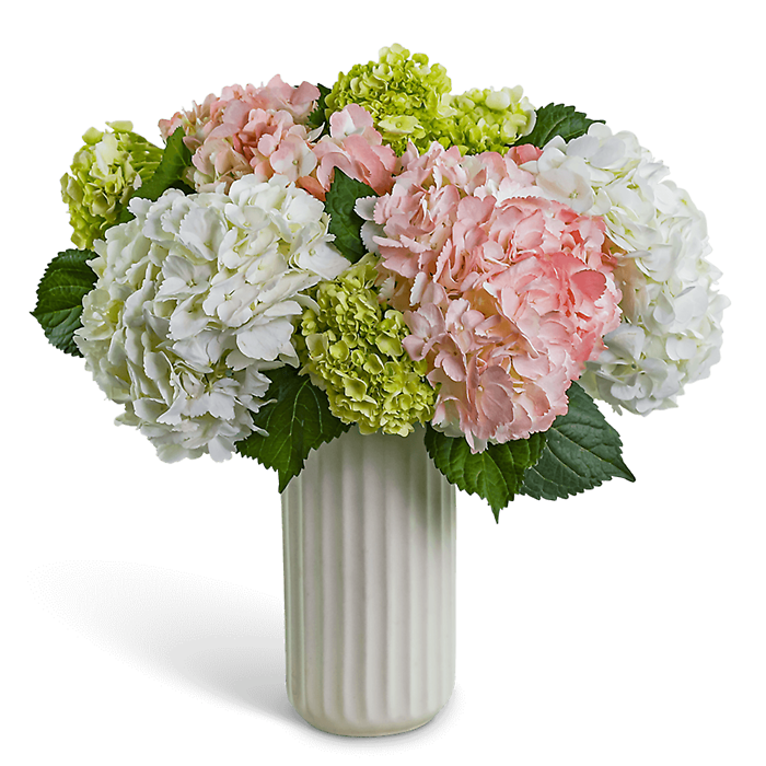 Hydrangea Aura