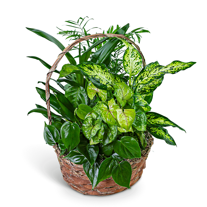 Verdant Dish Garden