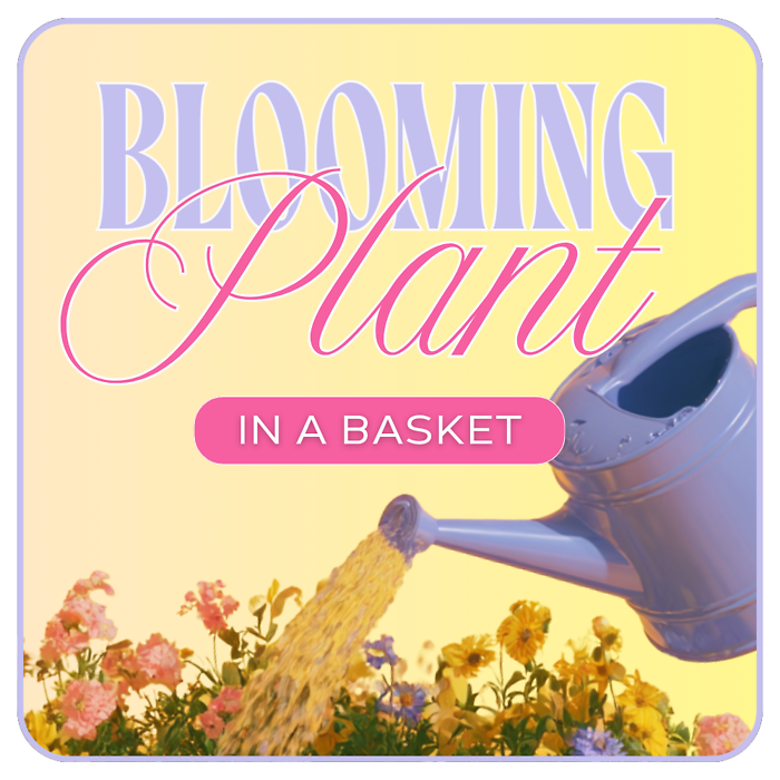 Florist\'s Choice of Blooming Plant