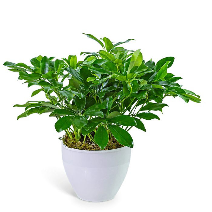 Arboricola Plant in Ceramic