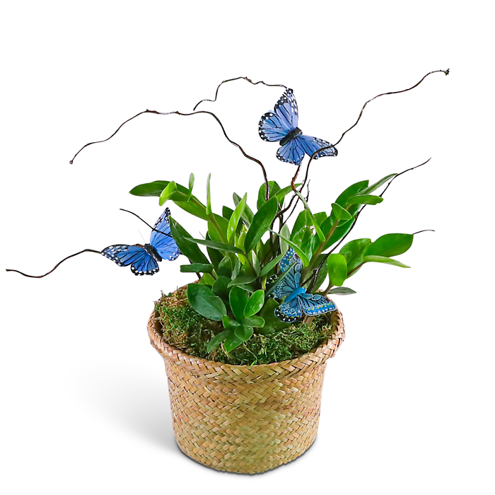 Zanzibar Gem Plant with Blue Butterflies