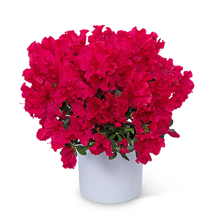 Azalea Plant